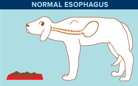 Megaesophagus, also known as esophageal dilatation, is a disorder of the esophagus in humans and other mammals, whereby the esophagus becomes abnormally enlarged. Megaesophagus Mar Vista Animal Medical Center