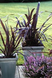 The variety has been bred by pat fitzgerald. Phormium Black Adder In My French Garden