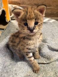Leptailurus serval), — хищное млекопитающее семейства кошачьих. Rescued Serval Cats Thrive At Lilongwe Wildlife Centre Lilongwe Wildlife Trust