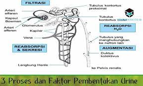 Strategi promosi dan marketing dari perusahaan atau penjual sangat penting untuk. 3 Proses Dan Faktor Pembentukan Urine