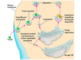 Maybe you would like to learn more about one of these? Notes Ch 6 A Tour Of The Cell Ppt Video Online Download