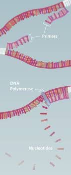 This Is One Of The Best Websites I Ve Found For Learning Genetics Lab Techniques It Has A Detailed Animation O Ensino De Ciencias Ciencias Biologicas Biologia