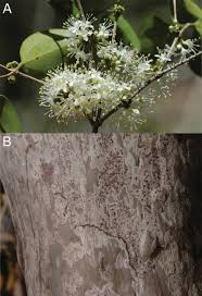 Image result for Memecylon rovumense