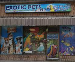 Maybe you would like to learn more about one of these? Exotic Pets 17 Photos Pet Stores 4286 Kingston Road Toronto On Phone Number
