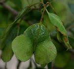 Image result for Hymenocardia