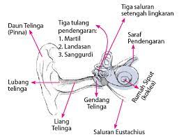 Animasi mekanisme proses mendengar pada manusia. Mekanisme Mendengar Pada Manusia Dan Hewan Catatan Catatan Kecilku