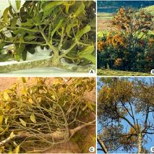 Image result for Phragmanthera dschallensis