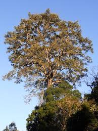 Image result for Ficus obliqua