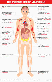 Use our calculator to find out. Here S How Often Your Body Parts Get Replaced In Your Lifetime