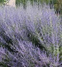 Perovskia Atriplicifolia Sauge De Russie Russian Sage Nos Vegetaux Jardin2m
