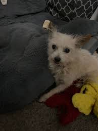 7-week-old puppy for adoption in Calgary