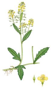 Image result for Rorippa