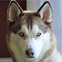 Place an ad | manage your ad | fraud prevention tips | start new search | site map. Siberian Husky Rescue Adoptions