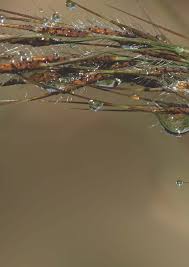 Image result for Aristida scabrivalvis