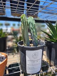 Image result for Myrtillocactus geometrizans