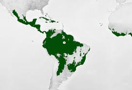 Since the majority of earth's land is located north of the tropics, rainforests are naturally limited to a relatively small area. Rainforest Mission Biomes