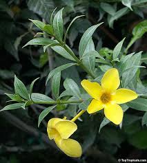 Image result for Allamanda