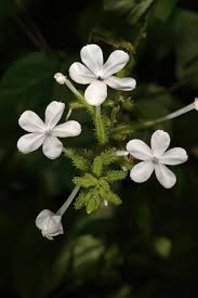 Image result for Plumbago zeylanica