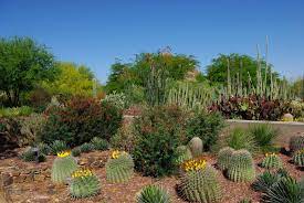 Butterflies Flowers Fill The Garden Desert Botanical Garden Plants Desert Plants