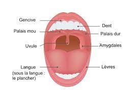 7 Symptômes D'alerte D'un Cancer De La Bouche