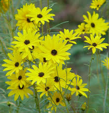 Image result for Helianthus angustifolius