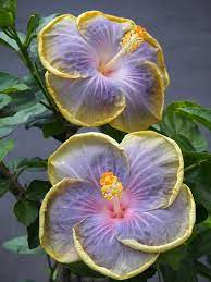 Pin De Amy Sweitzer Em Flowers Em 2020 Hibisco Belos Jardins Flores Lindas