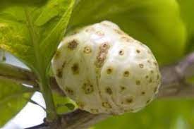 Side Effects To Noni Juice Lovetoknow Noni Juice Noni Fruit Tropical Food