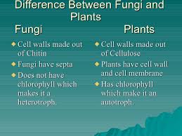 Yeast (saccharomyces cerevisiae) is a fungus belongs to the phylum ascomycota. Fungi Project 1