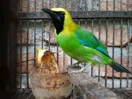 Maybe you would like to learn more about one of these? Burung Endemik Indonesia Cucak Rante Steemit