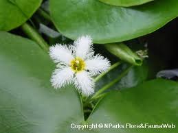Image result for Nymphoides brevipedicellata