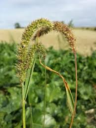 Image result for Setaria verticillata