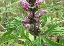 Image result for Leonurus japonicus