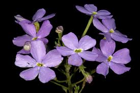 Image result for Jamesbrittenia albobadia