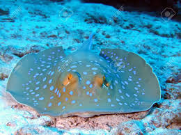 Find the perfect blue spotted stingray stock photos and editorial news pictures from getty images. Blue Spotted Stingray Stock Photo Picture And Royalty Free Image Image 5151349
