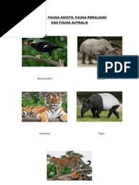 Check spelling or type a new query. Gambar Fauna Asiatis 15 Gambar