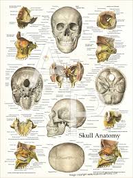 Anatomy chart what is an anatomy chart? Human Skull Anatomy Poster