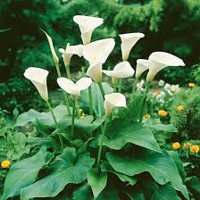 Image result for Zantedeschia