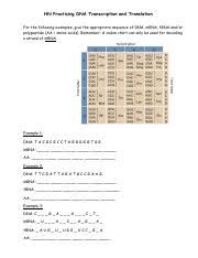 Dna (deoxyribonucleic acid) is one of the most important molecules in your body, and though the short answer is a whole lot of twisting and winding. 11 17 20 Transcription Translation Practice Name Date Per Practicing Dna Transcription And Translation For The Following Examples Give The Course Hero
