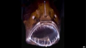 Bbc News Ocean Trench Take A Dive 11 000m Down