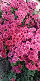 Pin By Erdem Altiparmak On Hrizantemy Pretty Flowers Beautiful Flowers Planting Flowers