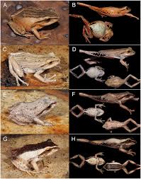 Image result for Pristimantis bambu