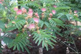 Image result for Albizia zimmermannii