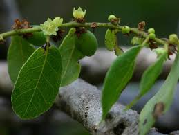 Image result for Bridelia