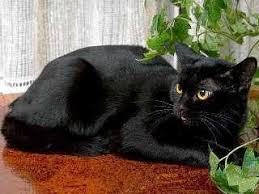 The Bombay Is A Medium Sized Stunningly Black Feline Recognized By Its Distinctive Patent Leather Coat Brilliant Gold Or Copper Eyes Gatos Felino Bombay
