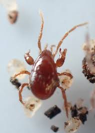 Image result for Berkheya johnstoniana