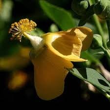 Image result for Abutilon sonneratianum