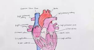 For workshops, demonstrations and revision seminars as. How To Draw A Human Heart With Pictures Wikihow