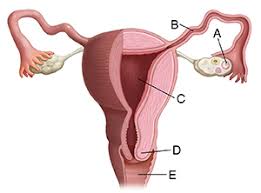 This article looks at female body parts and their functions, and it provides an interactive diagram. Female Reproductive Anatomy Articles Mount Nittany Health System