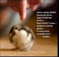 butun canlilar siddet karsisinda titrer good sentences cool words like quotes