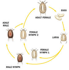 Image result for Sarcoptes scabiei life cycle